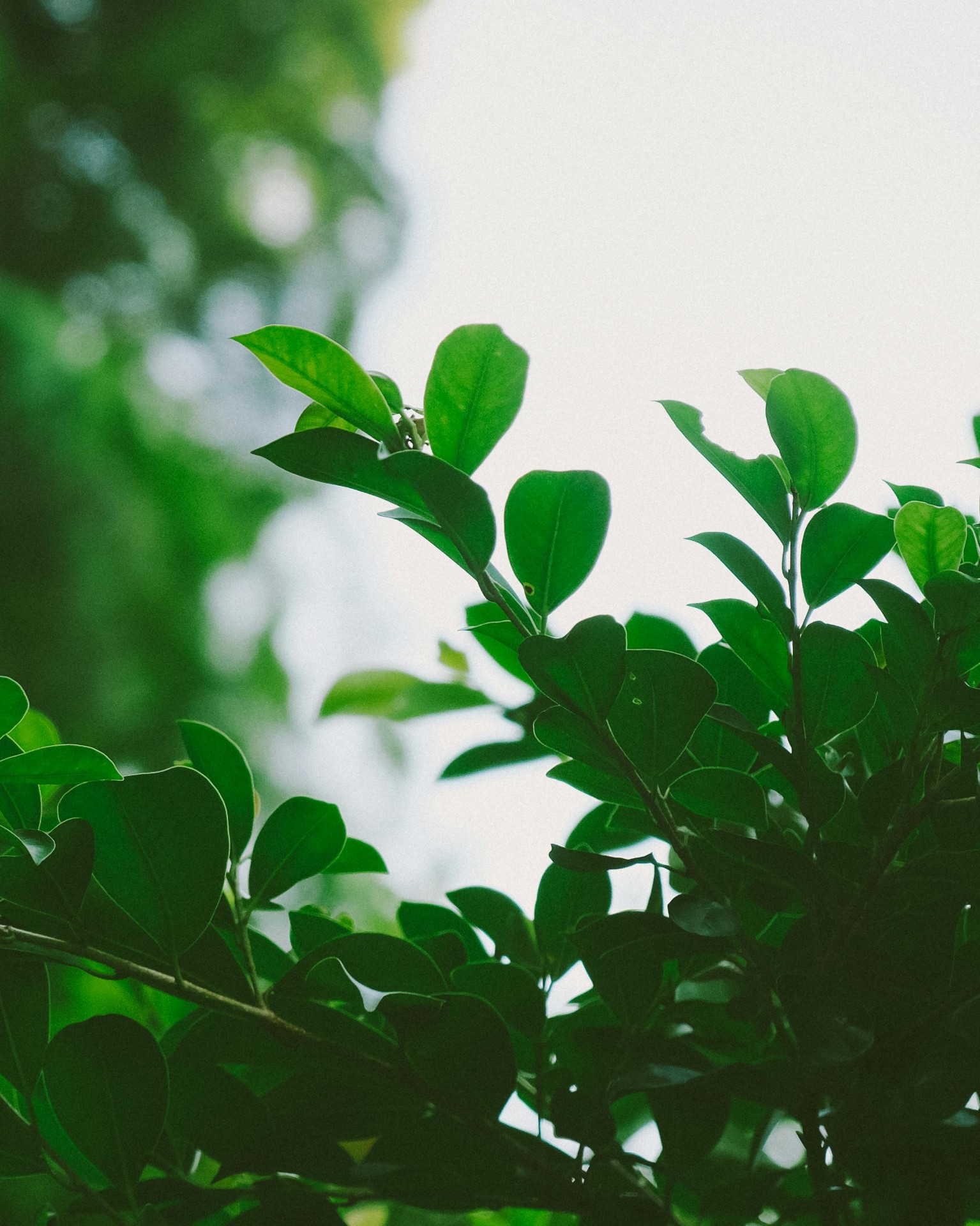 Sunlit green leaves